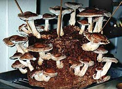cultivated shiitake mushrooms
